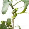5pcs Cute Stable Green Plant Supports Holder Fixing Clip Frog Plant Stand