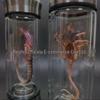 Glow-in-the-Dark Alien Facehugger & Chestburster Glass Souvenir