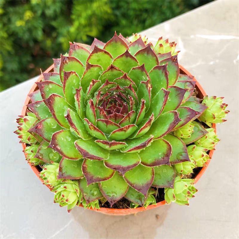 Guanyin Lotus Succulent: Large Indoor Bonsai with Pot, Easy-Care, Old Trunk Style, Soil Included
