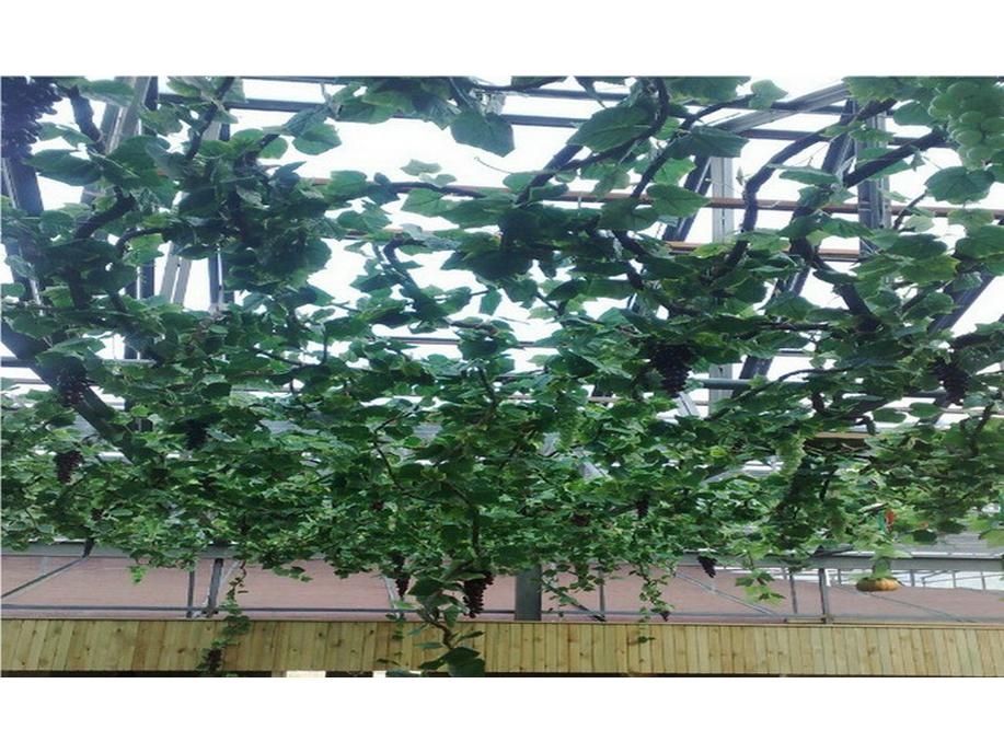 Large Grape Leaf Vine Decoration - Fake Fruit String for Wall, Ceiling, or Pipe with Green Tree Leaves