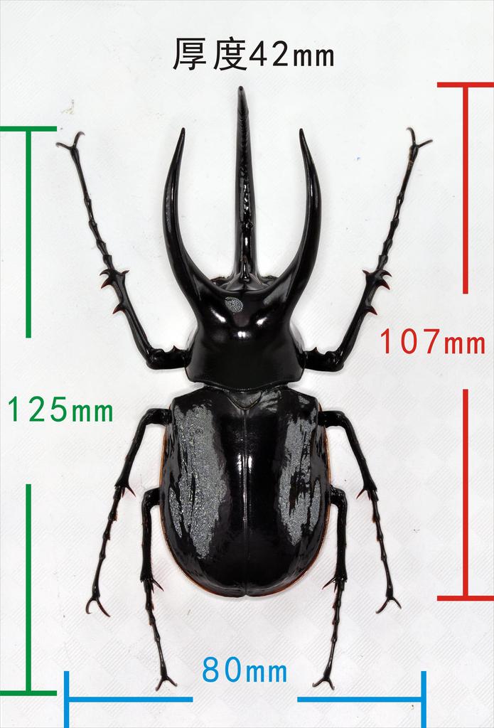 BACALYSO Nirvana Mohrenkamp Beetle Magnetic Refrigerator Realistic Adult Illustrated Plastic Model Finished Figurine Figure, Ornament, Beetle,