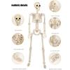 Realistic Full Body Hanging Skeleton with Movable Joints Halloween Haunted House Props Terrifying Skull Decoration