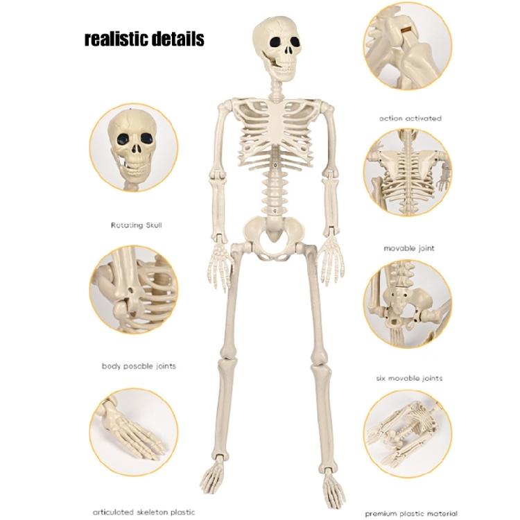 Ρεαλιστικός Σκελετός Κρεμαστός Ολόκληρου Σώματος με Κινητούς Αρθρώσεις, Αξεσουάρ για Στοιχειωμένο Σπίτι Αποκριών, Τρομακτική Διακόσμηση Κρανίου