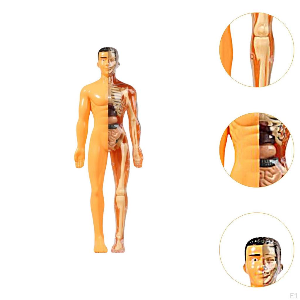 Biology Learning Aid Human Body Model with Organ Components for Children