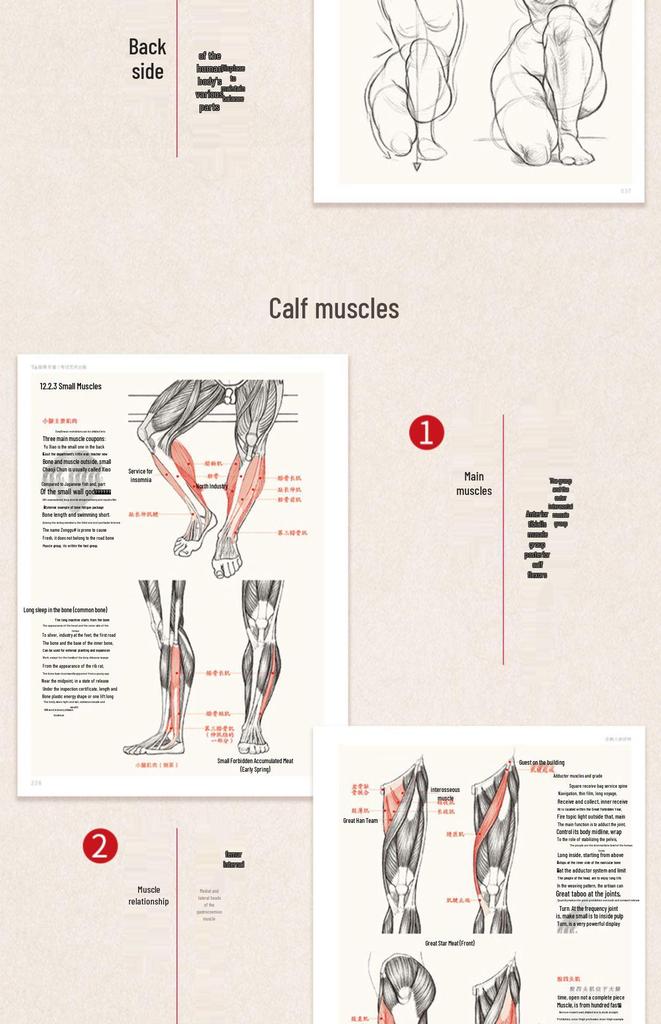 Comprehensive Guide To Human Anatomy: Art and Sketching Reference for Beginners