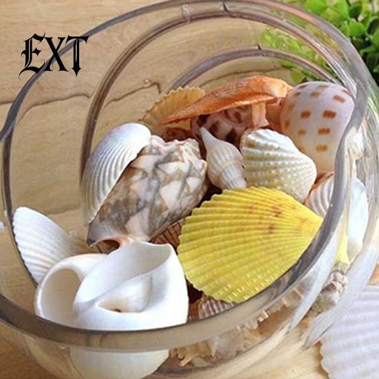 100g Gemischte Muscheln Muschelhandwerk Muscheln Zuhause Aquarium Nautische Dekoration