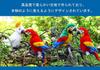 [Qingyun LEE] Realistic Plush Parrot Bird Stuffed Toy, Gift, Body Pillow, Parrot, Plush, Fluffy, Cute, Green