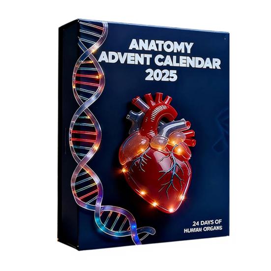Anatomy Advent Calendar 24 Days Body Parts Countdown Calendar Gift Box with 24 Miniature Organ Acrylic Hanging Ornament Nurses Anatomy Lovers Gift