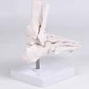 PVC Human Foot Skeleton Model For Anatomy Teaching Learning With Accurate Bone Structure Representation In Classrooms
