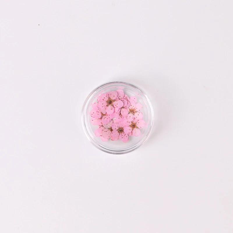 20pcs/Box Nail Art Dried Flowers Spirea Small Plum Narcissus Nail Art Color Mixed Flower Dried Flower Patch DIY Nail Decoration