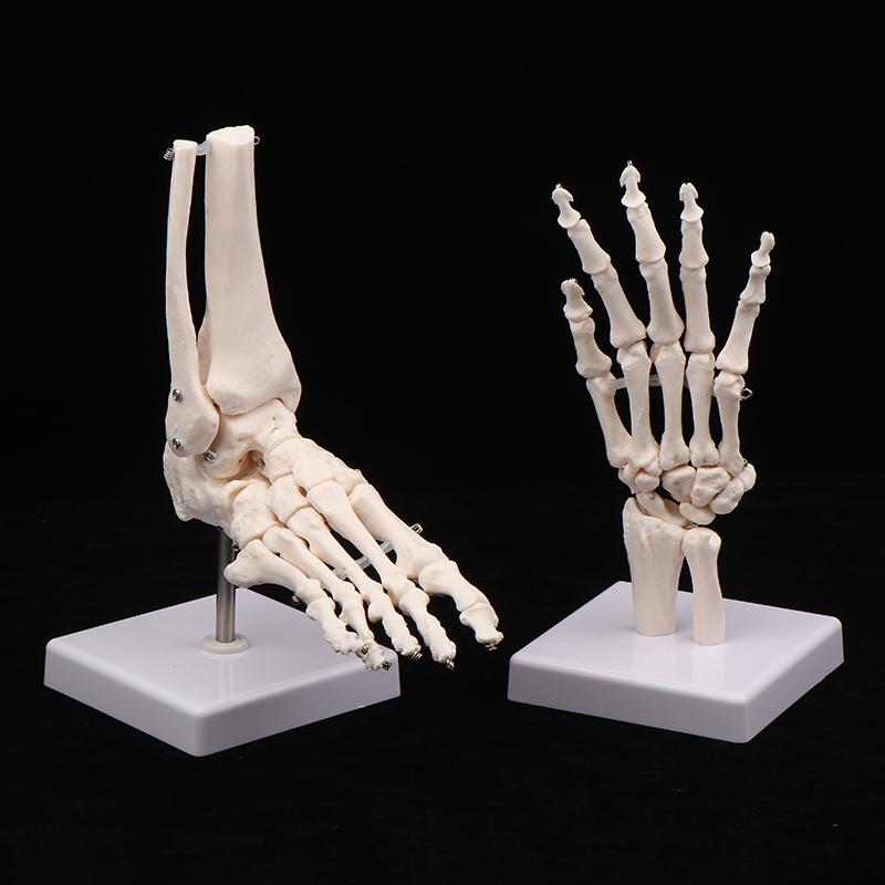 Anatomical Hand And Foot Skeleton Model Showing Ulna And Radius Portray Natural Movement Of Human Hand Foot