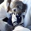 Warm Pet Baseball Jackets Fleece Puppy Spring Clothes Thickened Puppy Coat  Pet Wear