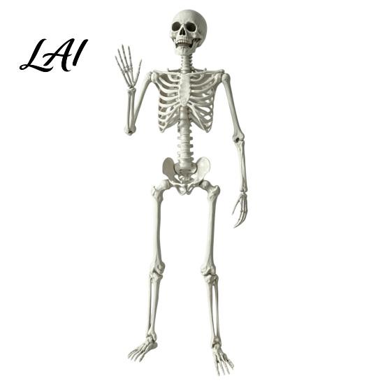 Life Size Human Model 5.4FT