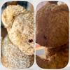 [USED] Vintage Teddy Bear, Antique, 50cm, Unmarked