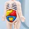 Human Body Torso Removable Organs DIY Toys for Kids Laboratory Tool Organ Science