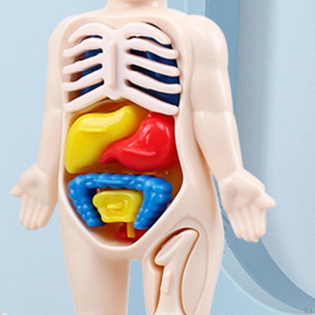 Human Body Torso Removable Organs DIY Toys for Kids Laboratory Tool Organ Science