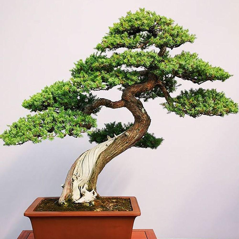 1 szt. 1,0/1,5/2,0/2,5/3,0 mm Aluminiowe druty do bonsai Narzędzia do sadu i ogrodu Akcesoria ogrodowe do użytku domowego