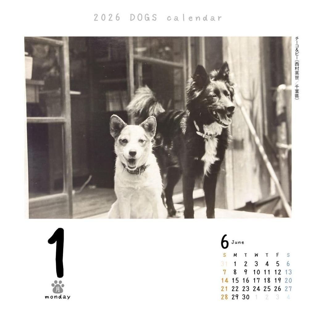 Dog Calendar 2026 Daily Refill, Calendar, CK-D26-02
