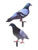 Garden Pigeon Outdoor Space Package Content Statue