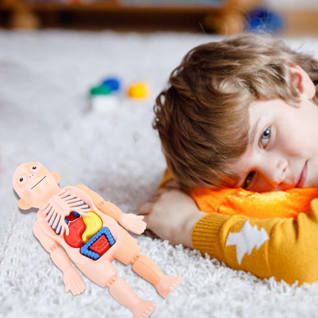 Human Body Structure Model Detachable Torso Organ Assembly Toy Anatomical Physiology Model for Education Science Learning