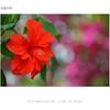 SONY telephoto zoom lens FE 70-200mm F4 GOSS full size compatible