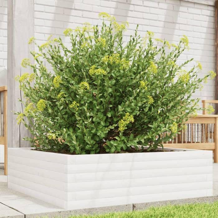 VidaXL Jardinière blanc 80x80x23 cm bois de pin massif, jardinière d'extérieur, bac à fleurs, boîte à plantes, jardinière de 847199
