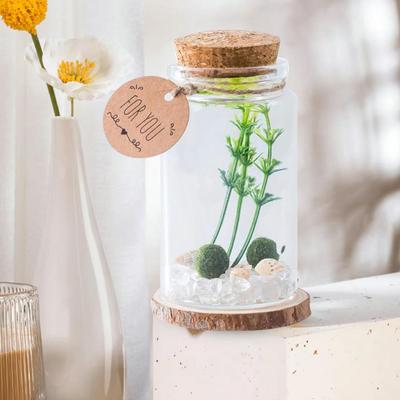 Micro Landscape Ecological Glass Bottle Terrarium Cylindrical Glass Terrarium Kit with Moss Balls Artificial Plant for Home