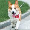 Adjustable Pet Bandana Collar Paisley Print Triangle Neckerchief for Small Medium Large Dogs Cats