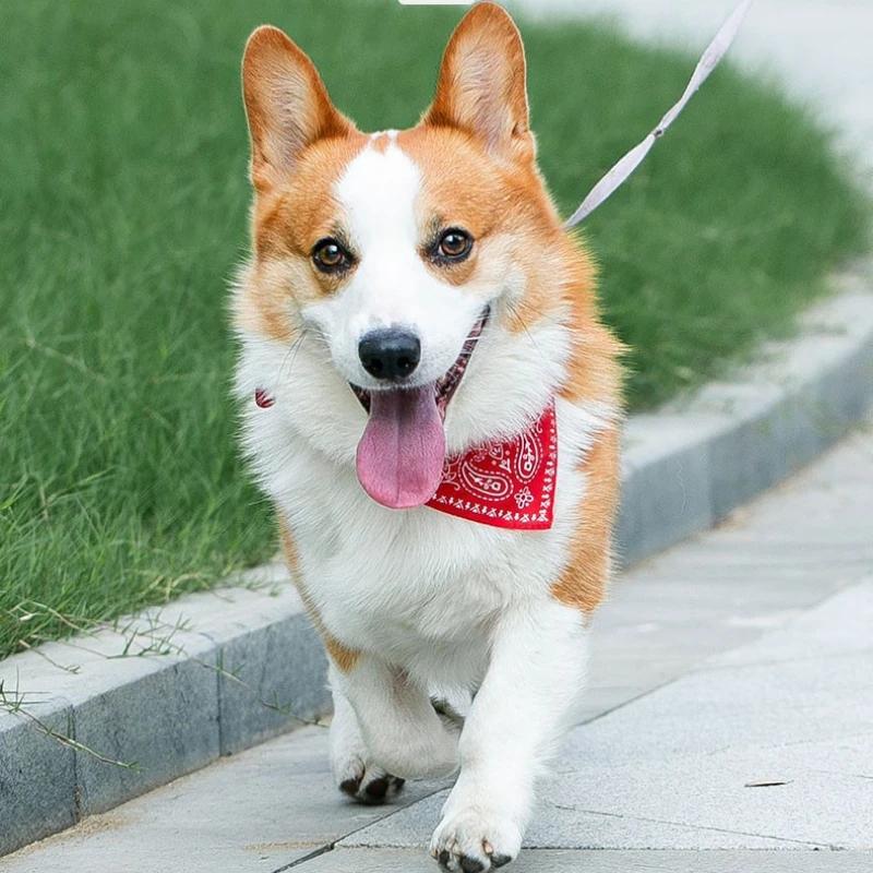 Adjustable Pet Bandana Collar Paisley Print Triangle Neckerchief for Small Medium Large Dogs Cats