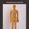 Ultra-Clear Silicone Model: Acupuncture & Meridians Teaching for Tuina Massage Practice