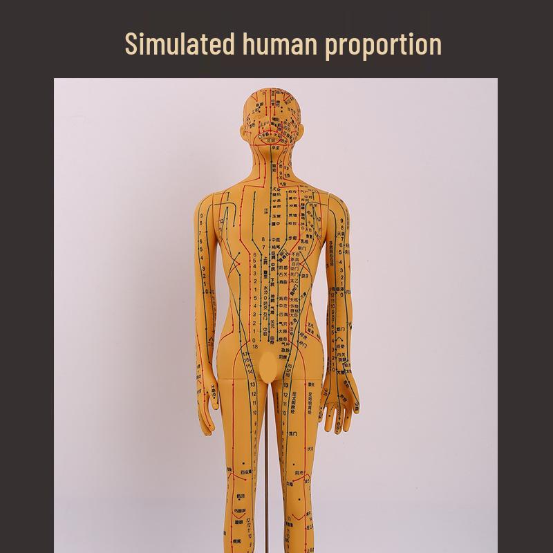 Ultra-Clear Silicone Model: Acupuncture & Meridians Teaching for Tuina Massage Practice