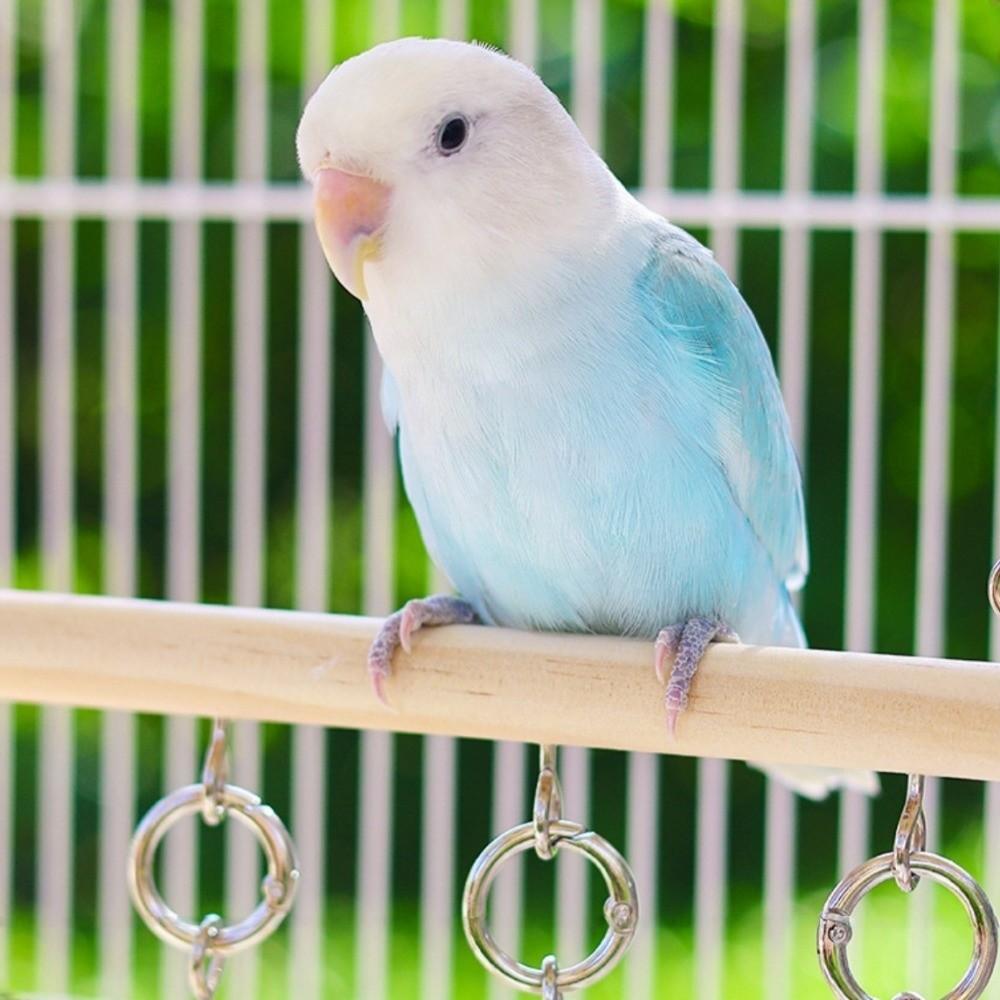 Birds Climbing Parakeet Loop Tunnel Wooden Bird Perch Swing Parrot Ladder Cage Accessories