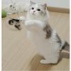 3 of Ni Cat Toy Feather Replacement Cat Teaser Cat Toy Feather Fishing Rod (1) Replacement Feathers (3)