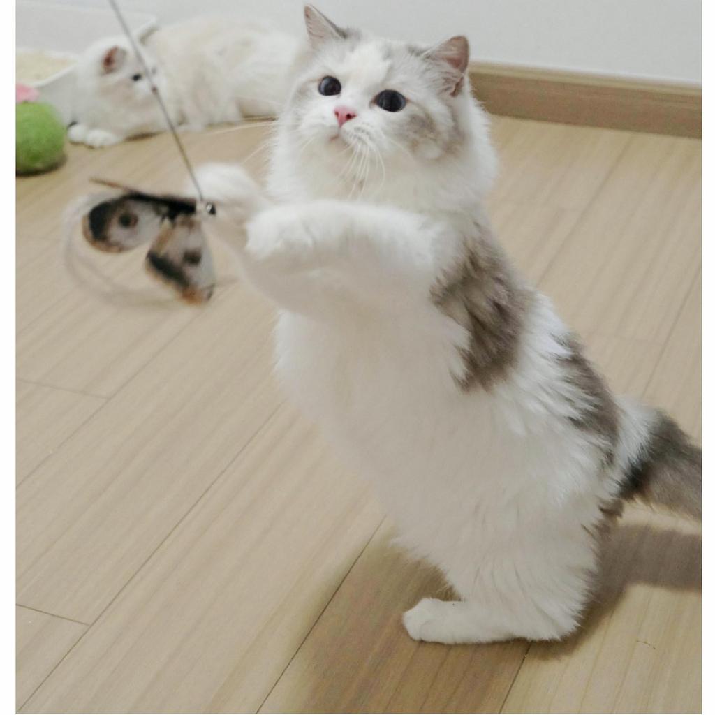 3 of Ni Cat Toy Feather Replacement Cat Teaser Cat Toy Feather Fishing Rod (1) Replacement Feathers (3)