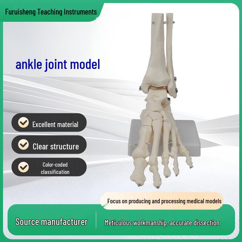Adult 1:1 Ankle Joint & Foot Skeleton Model Right Foot Joint