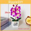 Love Phalaenopsis Pot Potted Green Plant Decorations For Home Decor Ideas Gift
