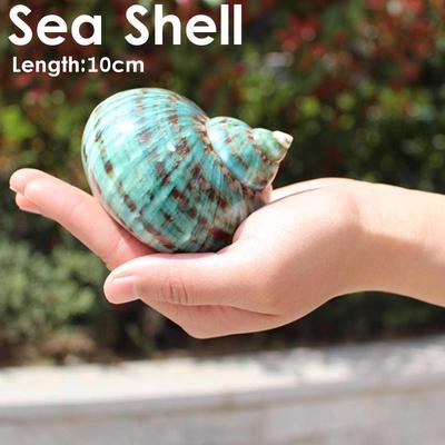 10CM Grün Große Conch Heimtextilien Marine Meer Dekor Fisch Trocken Aquarium Dekor Natürliche Shell Handwerk