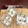 Acrylic Hydroponic Pot with Planting Basket