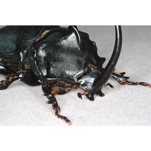 Nirvana African Giant Rhinoceros Beetle Figure, Coleoptera, Refrigerator Ornament, Magnetic, Realistic, Adult, Illustrated, Insect, Beetle, Resin, Adu