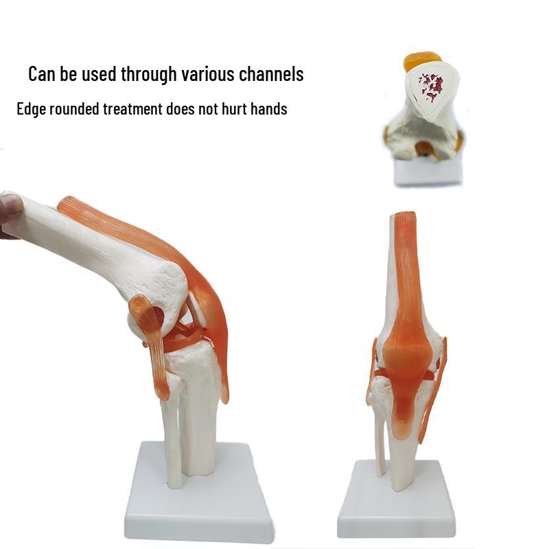 Human Skeleton Model with 6 Major Joints: Knee, Foot, Hand, Shoulder, Elbow, and Hip