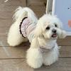 Soft Thin Summer Dog Dress Cute Style Puppy Clothes New Lace Dog Dresses  for Small Dogs