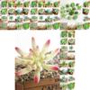 Lebhaft gefärbte künstliche Sukkulente DIY Kunstpflanze für lebensechte Gartendekoration