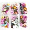 Dried Flowers Home Photography Props DIY Ornament Craft Specimen Accessories