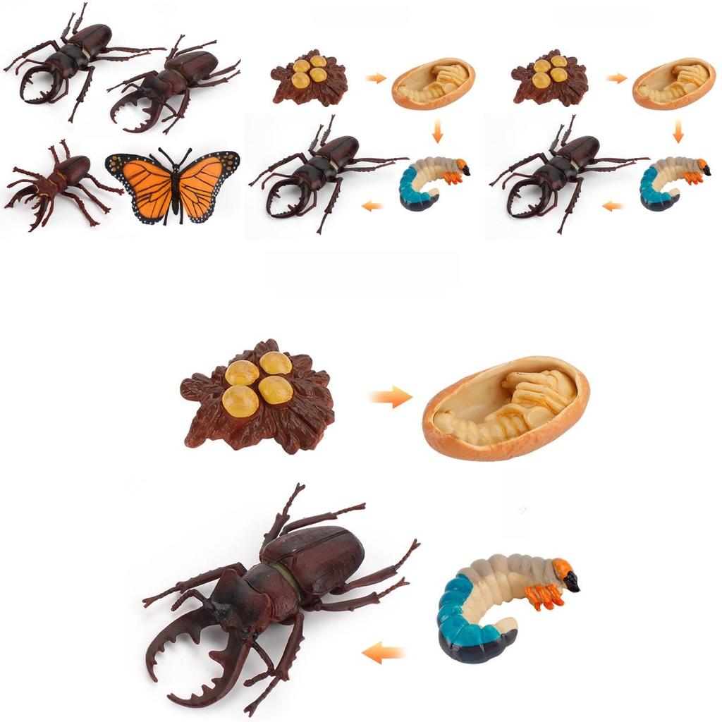 Butterfly Life Cycle Model Pvc Educational Toy For Science Learning