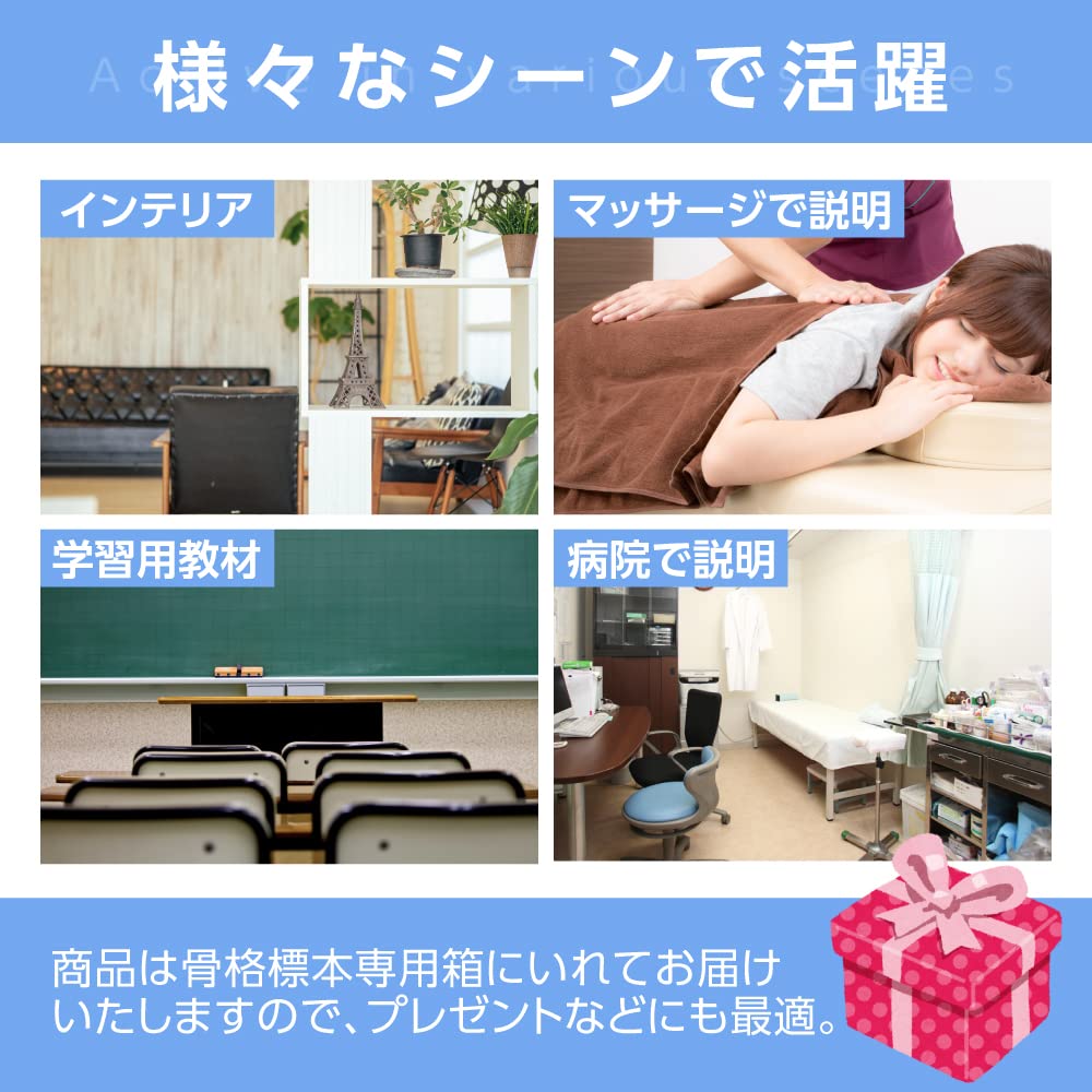 Gran Roi Human Anatomy Skeleton Model, 45cm, 1/4 Scale, Doll Skeleton Specimen (Height: 45cm)