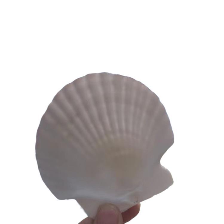 Pezzi di Conchiglie Naturali per Lavoretti e Pittura Fai da Te per l'Asilo – Grandi Capesante Bianche e Conchiglie