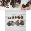 Elegant Pair Natural Ammonite Fossil Conch Specimen For Healing And Home Decor