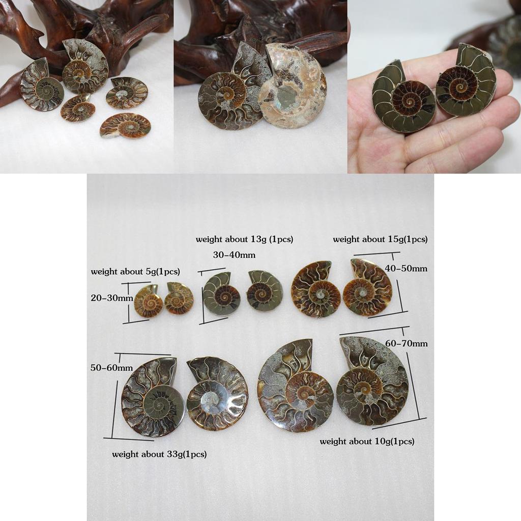Elegant Pair Natural Ammonite Fossil Conch Specimen For Healing And Home Decor