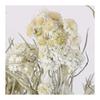Tokyodo Dried Flower Hahakogusa Approx. L45.1cm 1 Bunch 30g DN000027-zzz