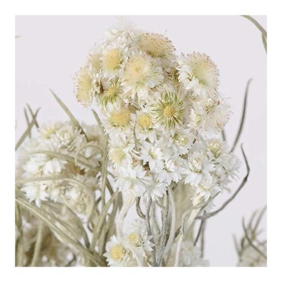 Tokyodo Dried Flower Hahakogusa Approx. L45.1cm 1 Bunch 30g DN000027-zzz